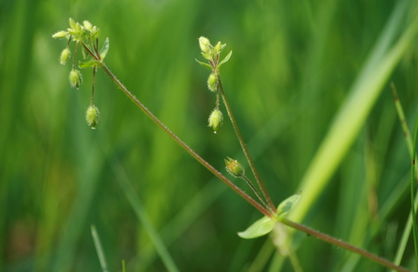 Vogel-Sternmiere (Stellaria media) - © Emanuel Trummer